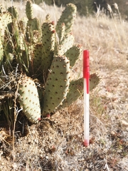 Opuntia basilaris brachyclada
