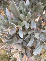 Conocarpus