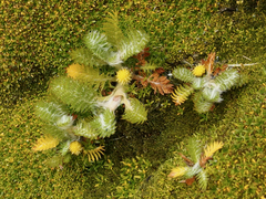 Leptinella plumosa