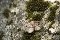 Striglina suzukii