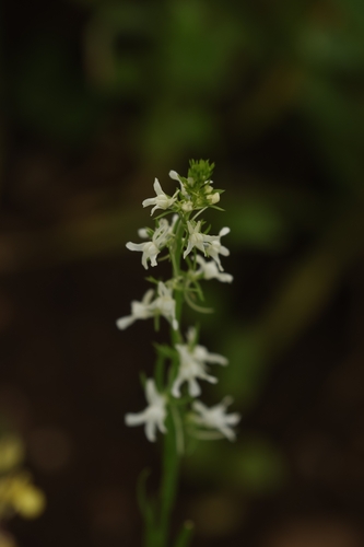 White Toadflax (Linaria chalepensis)