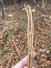 Andropogon virginicus virginicus