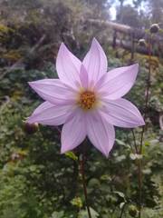 Dahlia tubulata