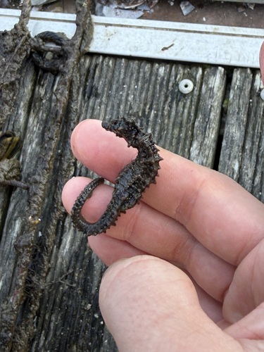 Hippocampus hippocampus