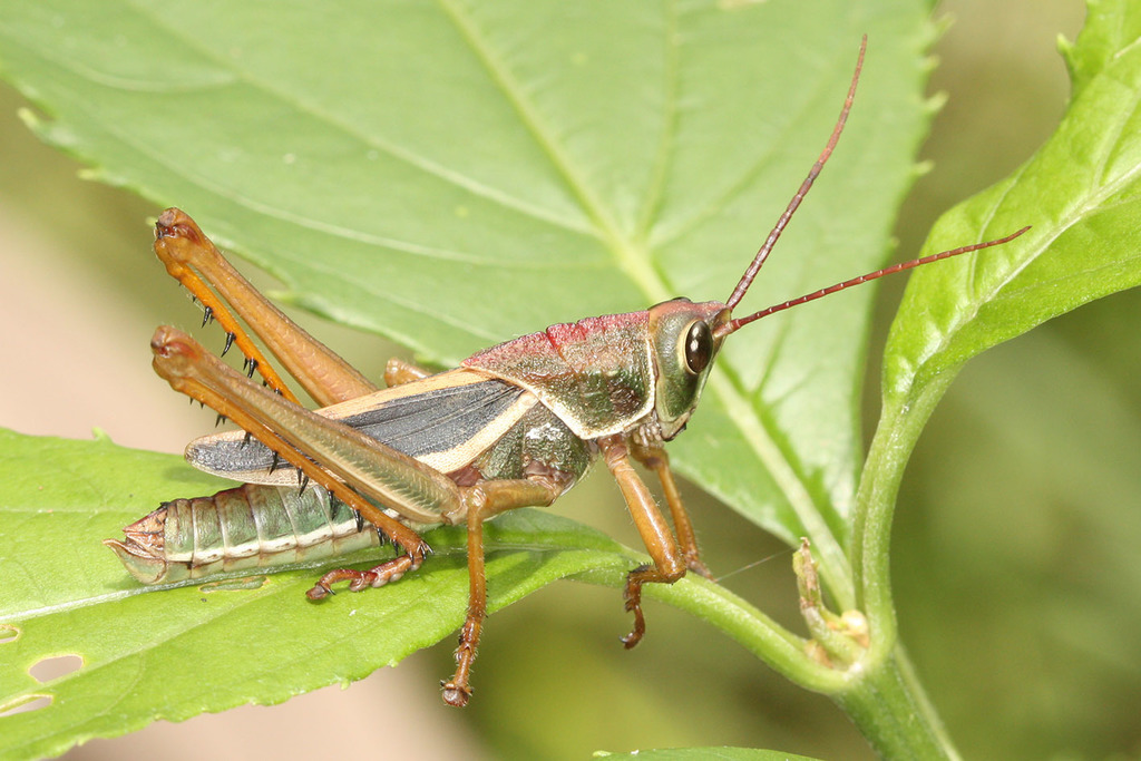 Paraná Purple-backed Grasshopper