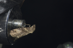 Sigmuncus albigrisea