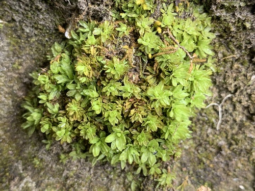Encalypta procera observed 2026-03-19