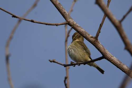 Common Chiffchaff