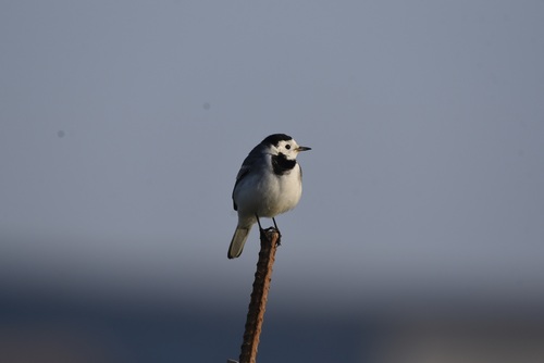 White Wagtail