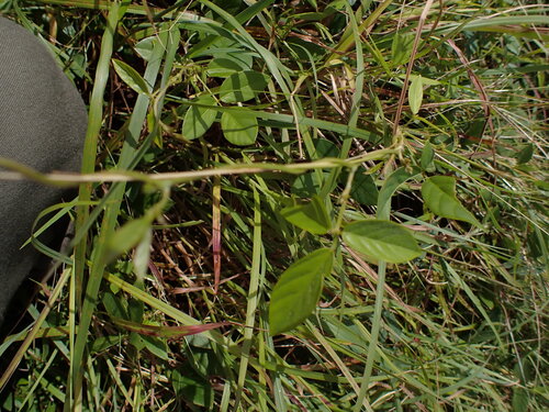 Teramnus labialis observed 2026-03-19