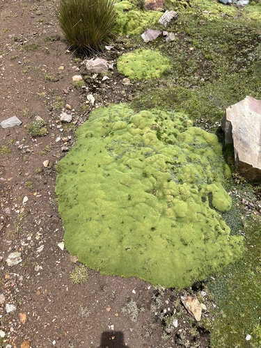 Yareta