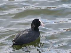 Fulica atra