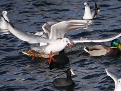 Chroicocephalus ridibundus