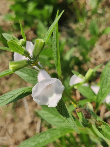 Sesame (Sesamum indicum)