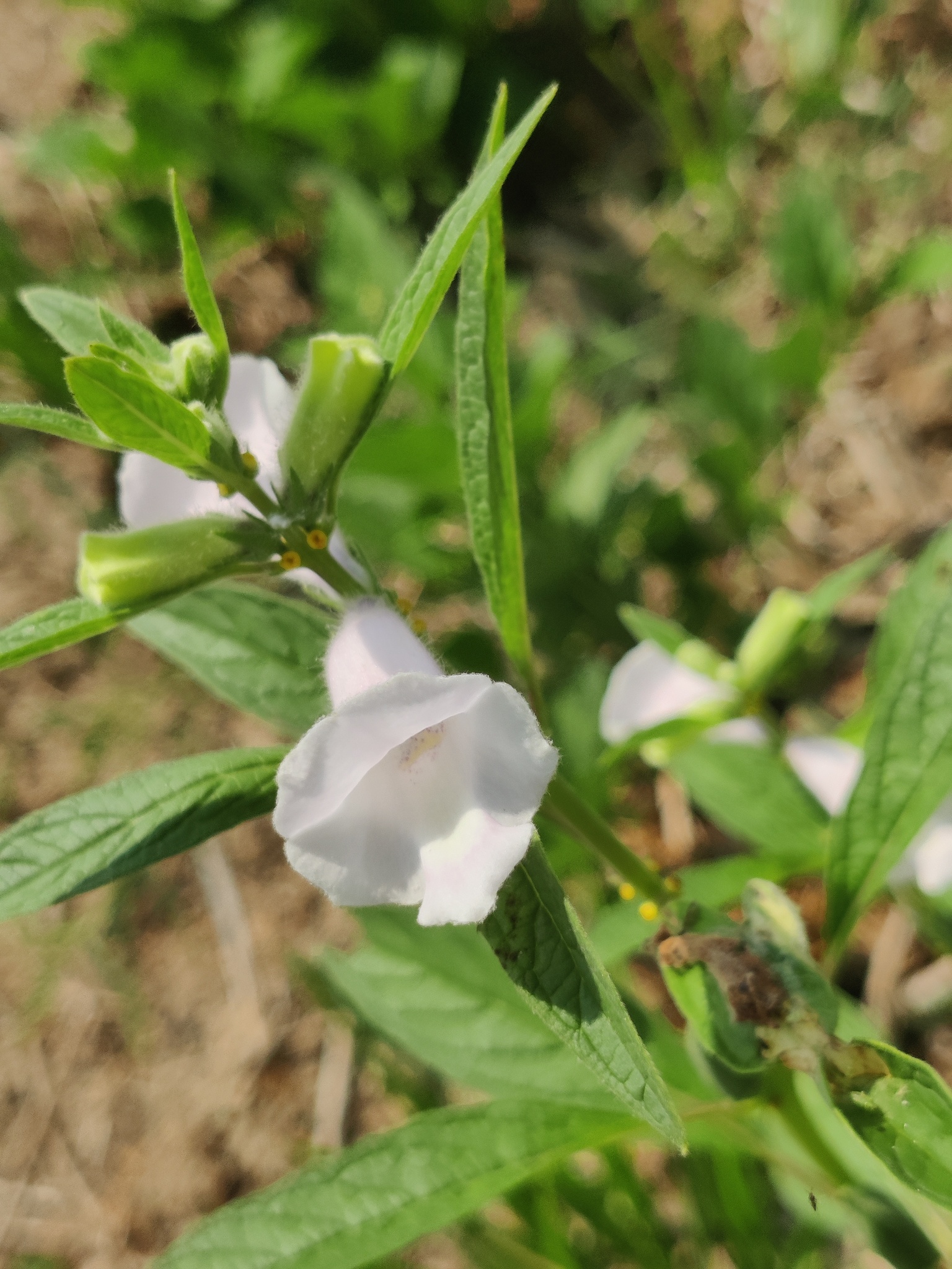 Sesame (Sesamum indicum)