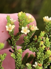Diosma apetala