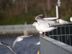 Chroicocephalus ridibundus