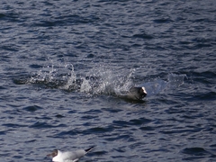 Fulica atra