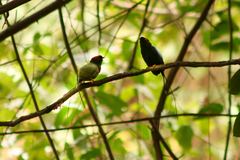Chiroxiphia linearis