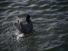Fulica atra