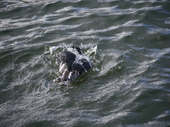 Fulica atra