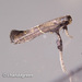 Caloptilia teucra - Photo (c) Young Chan, some rights reserved (CC BY-NC), uploaded by Young Chan