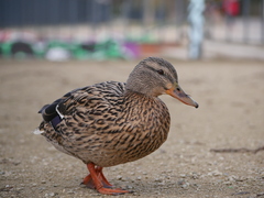 Anas platyrhynchos