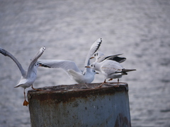 Chroicocephalus ridibundus