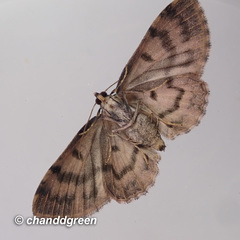 Pseudocollix hyperythra