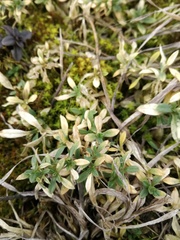 Cerastium holosteoides