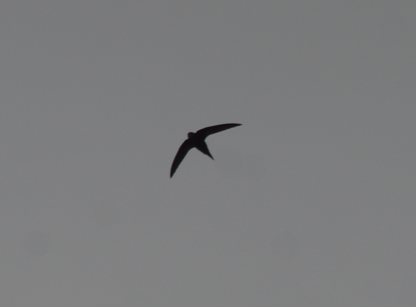 Apus apus (Linnaeus, 1758)