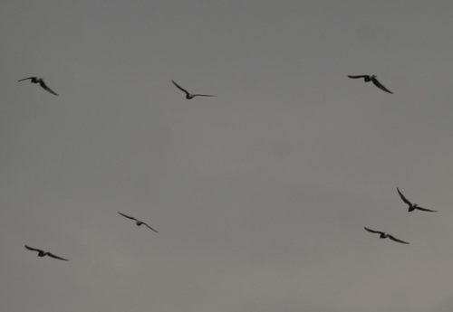 White-winged Tern (Chlidonias leucopterus), photo 5