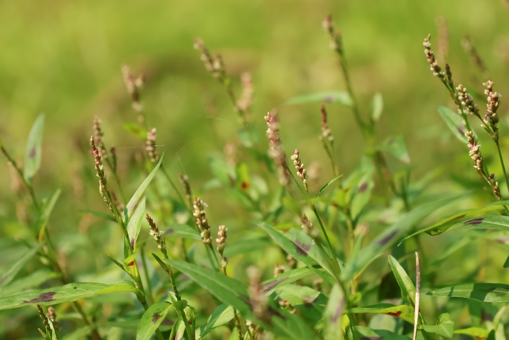 Persicaria kawagoeana (Persicaria kawagoeana)