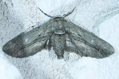 Holochroa dissociarius