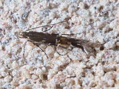 Cosmopterix pulchrimella