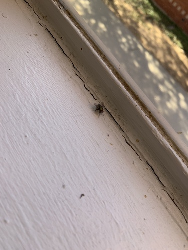 Unknown species found near Trinity University, San Antonio, TX, US