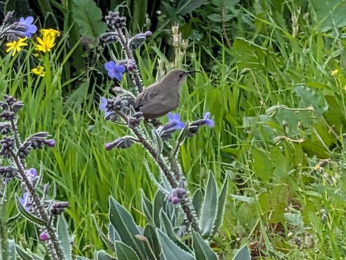 Palestine Sunbird