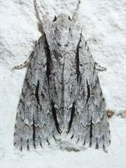 Acronicta texana