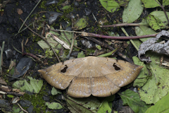 Hypopyra ossigera