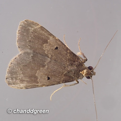 Hydrillodes nilgirialis