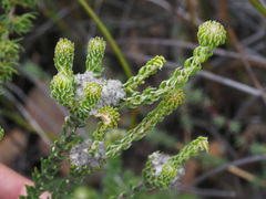 Phylica stenantha