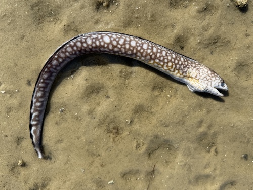 Blackedge moray (Gymnothorax nigromarginatus) — Muraenidae — 5