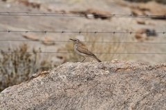 Certhilauda subcoronata