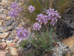 Dilatris pillansii