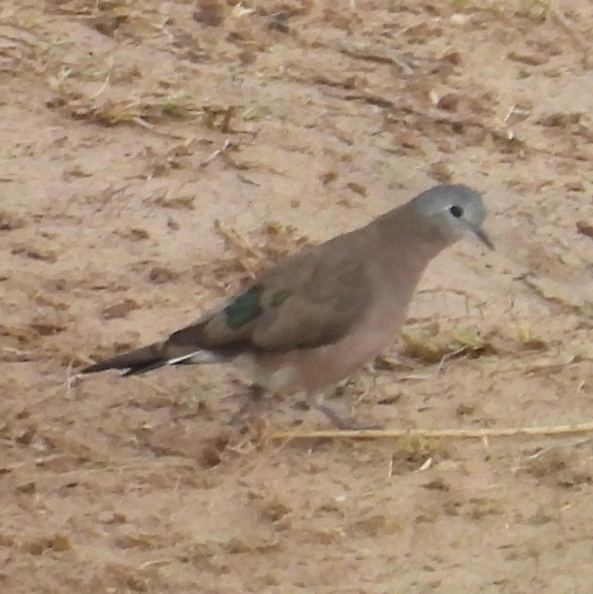 Emerald-spotted Wood Dove (Turtur chalcospilos), photo 3