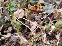 Compsocryptus texensis