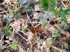 Compsocryptus texensis