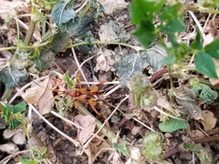 Compsocryptus texensis