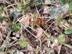 Compsocryptus texensis