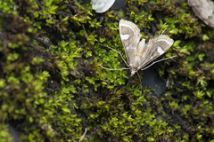 Strepsinoma croesusalis